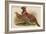 Horny Pheasant-John Gould-Framed Art Print