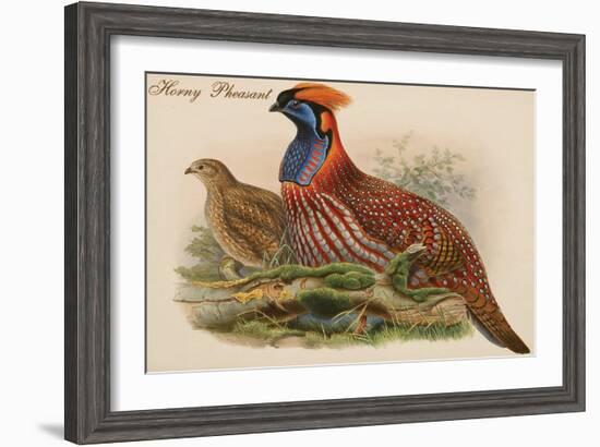 Horny Pheasant-John Gould-Framed Art Print