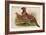 Horny Pheasant-John Gould-Framed Art Print