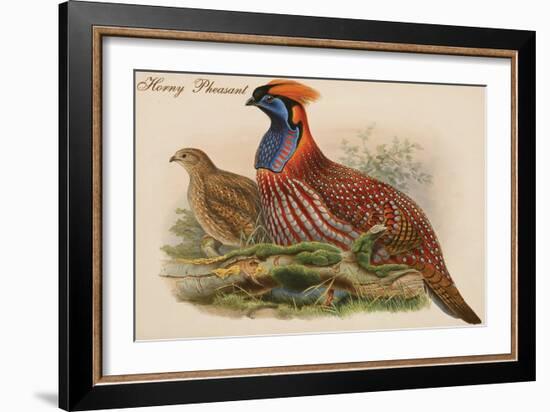 Horny Pheasant-John Gould-Framed Art Print