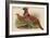 Horny Pheasant-John Gould-Framed Art Print