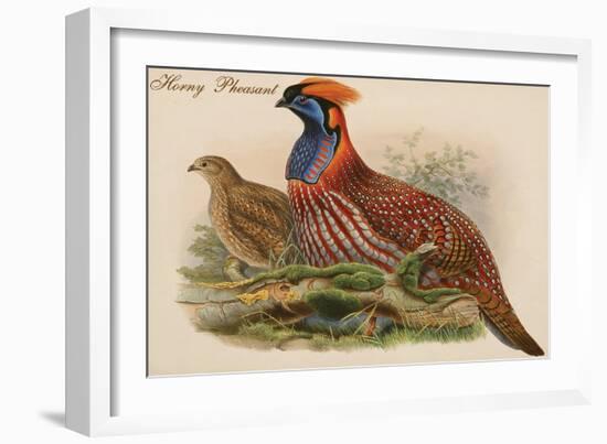 Horny Pheasant-John Gould-Framed Art Print