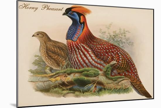 Horny Pheasant-John Gould-Mounted Art Print