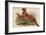 Horny Pheasant-John Gould-Framed Art Print