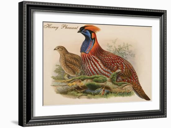 Horny Pheasant-John Gould-Framed Art Print