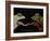 Horny Toads 1-Leah Saulnier-Framed Giclee Print