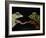 Horny Toads 1-Leah Saulnier-Framed Giclee Print