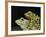 Horny Toads 3-Leah Saulnier-Framed Giclee Print