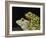 Horny Toads 3-Leah Saulnier-Framed Giclee Print