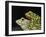 Horny Toads 3-Leah Saulnier-Framed Giclee Print