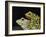 Horny Toads 3-Leah Saulnier-Framed Giclee Print