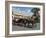 Horse and Carriages in Main Market Square, Old Town District, Krakow, Poland-R H Productions-Framed Photographic Print