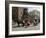 Horse and Carriages in Main Market Square, Old Town District, Krakow, Poland-R H Productions-Framed Photographic Print