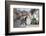 Horse and Cart and Vintage American Car on Cobbled Street in the Historic Centre of Trinidad-Lee Frost-Framed Photographic Print