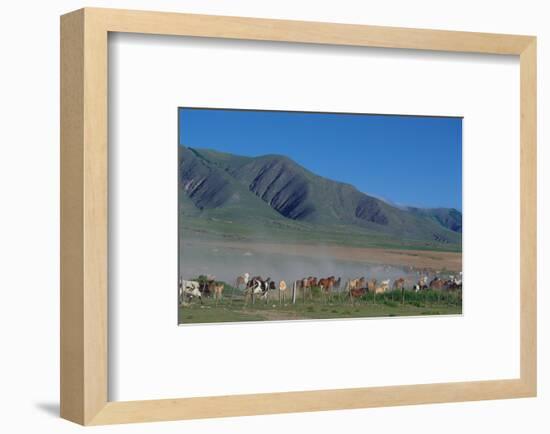Horse and cattle herd at Tafi dell Valle near Tucuman, Argentina-null-Framed Art Print