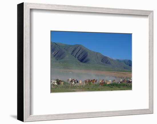 Horse and cattle herd at Tafi dell Valle near Tucuman, Argentina-null-Framed Art Print