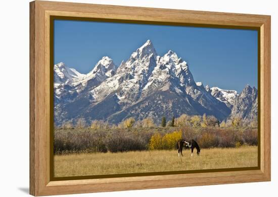 Horse and Grand Tetons, Moose Head Ranch, Grand Teton National Park, Wyoming, USA-Michel Hersen-Framed Premier Image Canvas