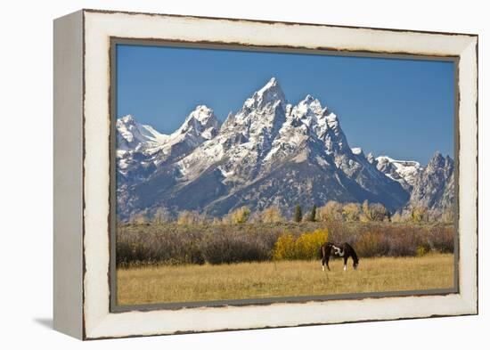 Horse and Grand Tetons, Moose Head Ranch, Grand Teton National Park, Wyoming, USA-Michel Hersen-Framed Premier Image Canvas