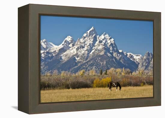 Horse and Grand Tetons, Moose Head Ranch, Grand Teton National Park, Wyoming, USA-Michel Hersen-Framed Premier Image Canvas