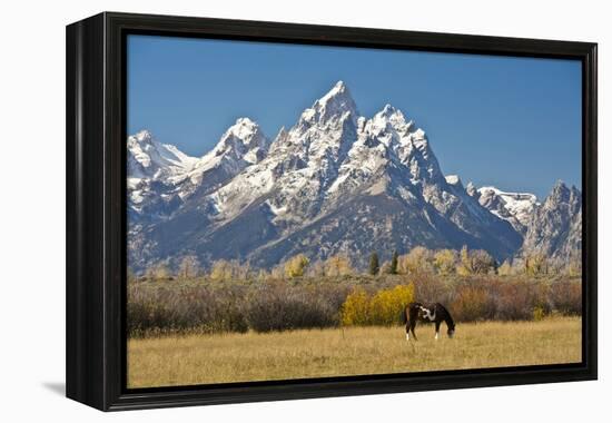 Horse and Grand Tetons, Moose Head Ranch, Grand Teton National Park, Wyoming, USA-Michel Hersen-Framed Premier Image Canvas