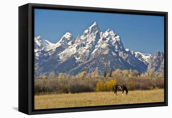 Horse and Grand Tetons, Moose Head Ranch, Grand Teton National Park, Wyoming, USA-Michel Hersen-Framed Premier Image Canvas