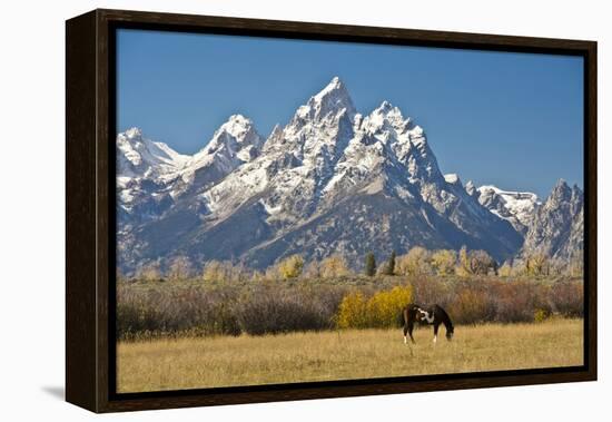 Horse and Grand Tetons, Moose Head Ranch, Grand Teton National Park, Wyoming, USA-Michel Hersen-Framed Premier Image Canvas