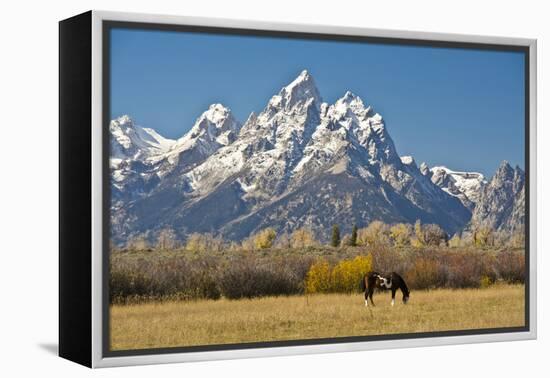 Horse and Grand Tetons, Moose Head Ranch, Grand Teton National Park, Wyoming, USA-Michel Hersen-Framed Premier Image Canvas