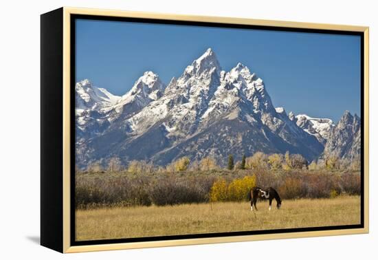 Horse and Grand Tetons, Moose Head Ranch, Grand Teton National Park, Wyoming, USA-Michel Hersen-Framed Premier Image Canvas