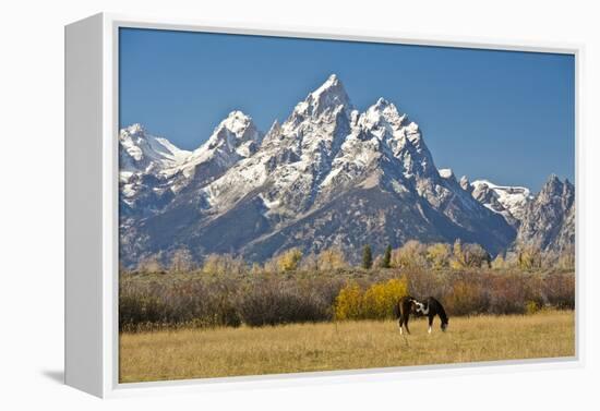 Horse and Grand Tetons, Moose Head Ranch, Grand Teton National Park, Wyoming, USA-Michel Hersen-Framed Premier Image Canvas