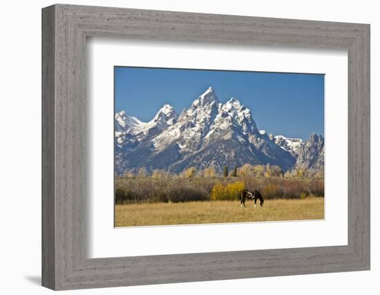 Horse and Grand Tetons, Moose Head Ranch, Grand Teton National Park, Wyoming, USA-Michel Hersen-Framed Photographic Print