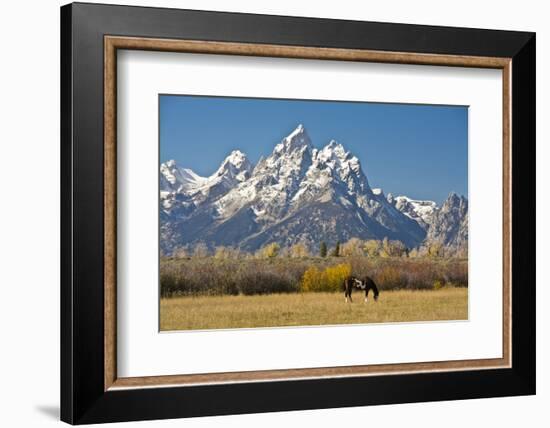 Horse and Grand Tetons, Moose Head Ranch, Grand Teton National Park, Wyoming, USA-Michel Hersen-Framed Photographic Print