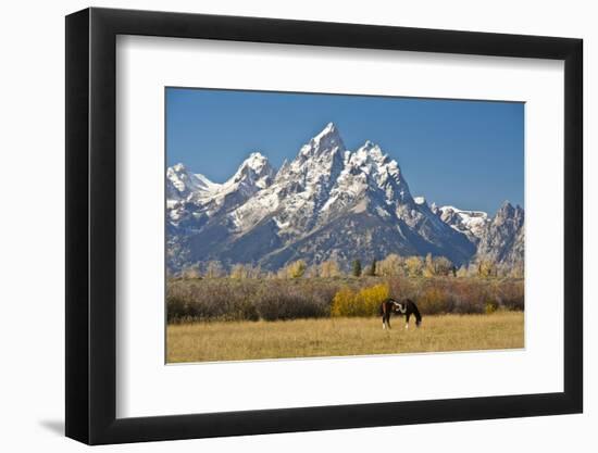 Horse and Grand Tetons, Moose Head Ranch, Grand Teton National Park, Wyoming, USA-Michel Hersen-Framed Photographic Print