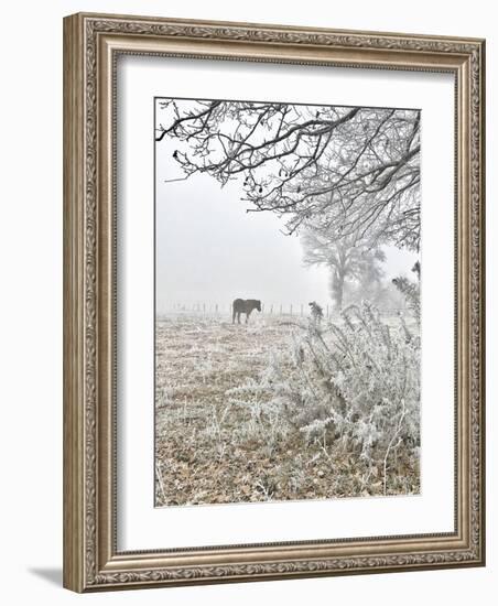 Horse and Hoarfrost-Dawne Polis-Framed Art Print