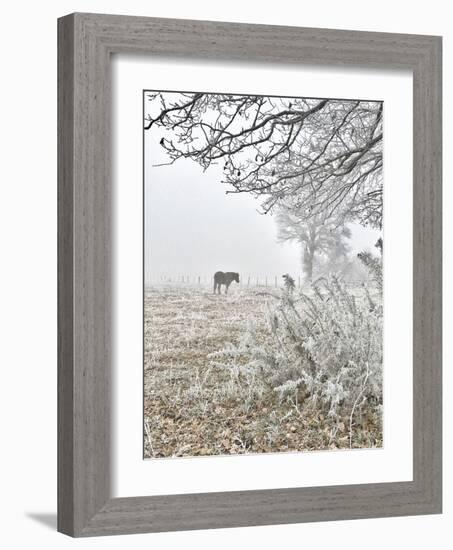 Horse and Hoarfrost-Dawne Polis-Framed Art Print