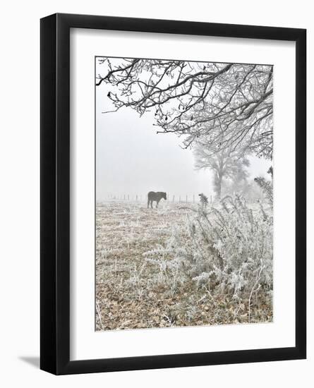 Horse and Hoarfrost-Dawne Polis-Framed Art Print