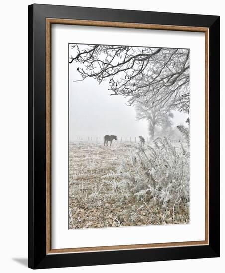 Horse and Hoarfrost-Dawne Polis-Framed Art Print