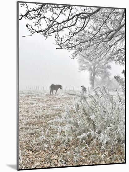 Horse and Hoarfrost-Dawne Polis-Mounted Art Print