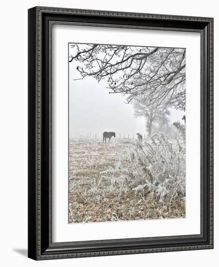 Horse and Hoarfrost-Dawne Polis-Framed Art Print