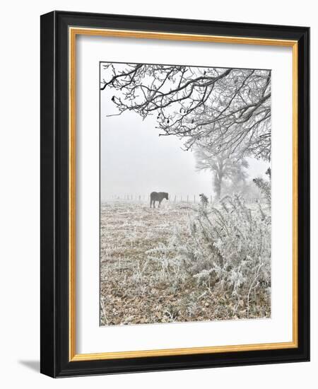 Horse and Hoarfrost-Dawne Polis-Framed Art Print