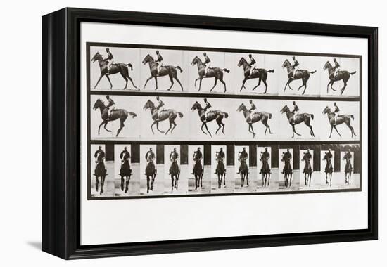 Horse and Rider, Plate 621 from Animal Locomotion, 1887 (B/W Photo)-Eadweard Muybridge-Framed Premier Image Canvas