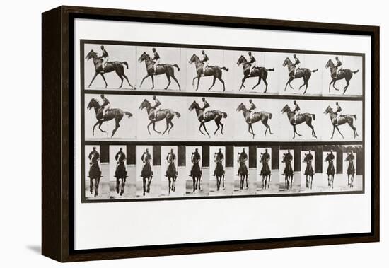 Horse and Rider, Plate 621 from Animal Locomotion, 1887 (B/W Photo)-Eadweard Muybridge-Framed Premier Image Canvas