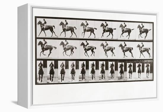 Horse and Rider, Plate 621 from Animal Locomotion, 1887 (B/W Photo)-Eadweard Muybridge-Framed Premier Image Canvas