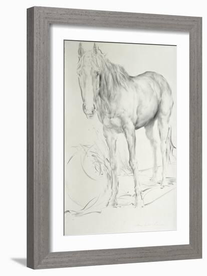 Horse at Coolmore, 1990-Antonio Ciccone-Framed Giclee Print