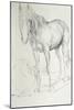 Horse at Coolmore, 1990-Antonio Ciccone-Mounted Giclee Print