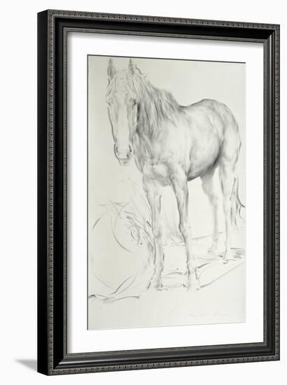 Horse at Coolmore, 1990-Antonio Ciccone-Framed Giclee Print