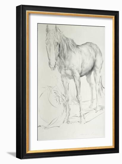 Horse at Coolmore, 1990-Antonio Ciccone-Framed Giclee Print