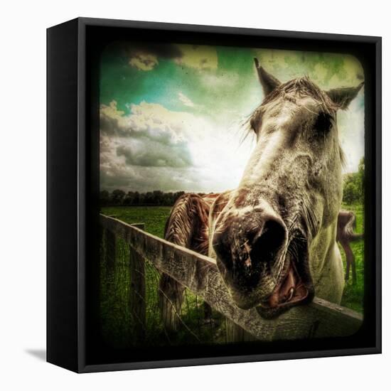 Horse Baring Teeth-Stephen Arens-Framed Premier Image Canvas