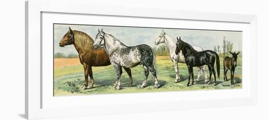 Horse Breeds: Belgian and Percheron Draft Horses, a Trotter, An Arabian, and a Donkey-null-Framed Giclee Print