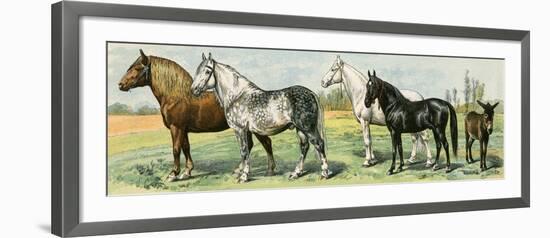 Horse Breeds: Belgian and Percheron Draft Horses, a Trotter, An Arabian, and a Donkey-null-Framed Giclee Print