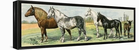 Horse Breeds: Belgian and Percheron Draft Horses, a Trotter, An Arabian, and a Donkey-null-Framed Premier Image Canvas